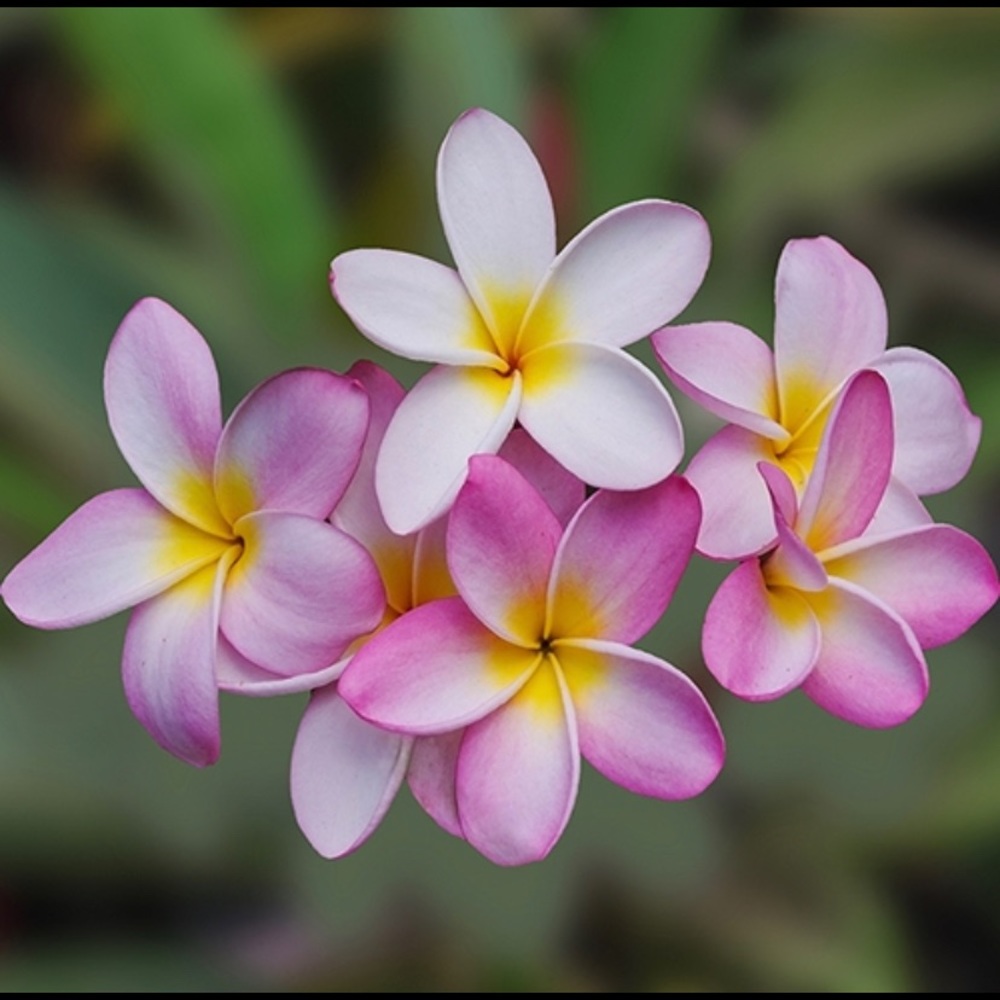 Meet your Posher, Natasha